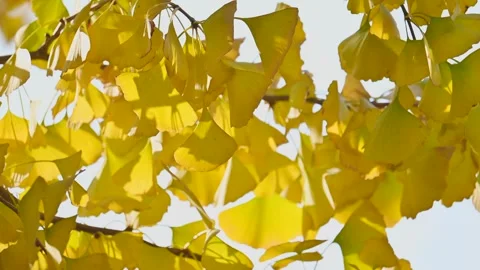 The Ginko leaf in Autumn Video stock 293191646