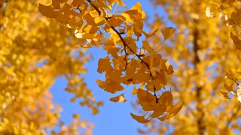 Ginko leaves in the wind Stock-Footage 320474377