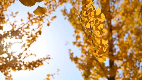 Ginko leaves in the wind Stock Footage 320474386