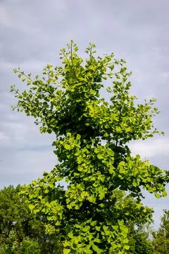 Ginko tree Stock Photos