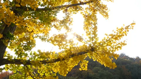 Ginko tree at the sun Видео 162620675