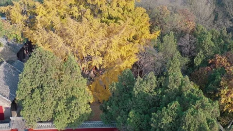 Ginko trees in autumn Stock Footage 151992091