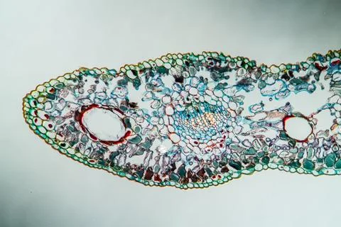 Ginkoblatt Stock Photos