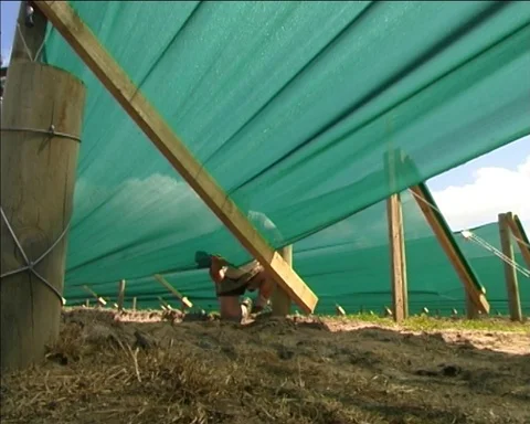 Ginseng Farm, building new farm, with plants, shades. Stock Footage 87581953