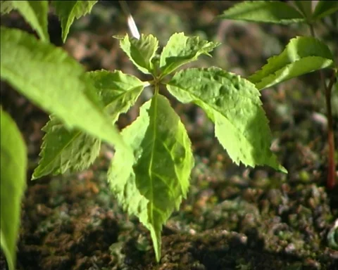 Ginseng Farm, building new farm, with plants, shades. 스톡 동영상 90150341