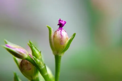 Ginseng flower 库存照片