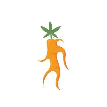 Ginseng illustration icon vector design Stock Illustration