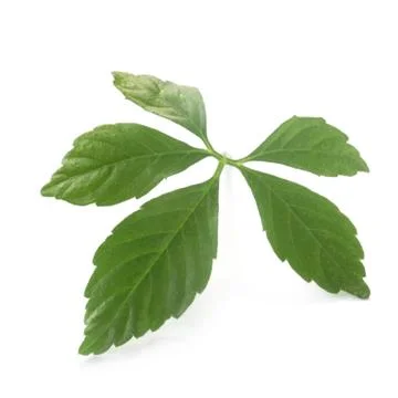 Ginseng Leaf Stock Photos