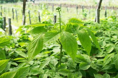 Ginseng Stock Photos