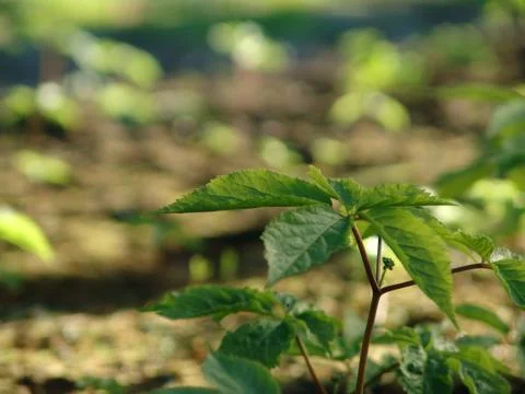 Ginseng Plant Stock Photos