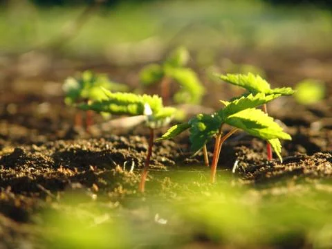Ginseng Plant Stock Photos