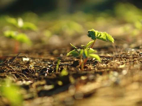 Ginseng Plant Stock Photos