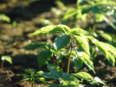 Ginseng Plant Stock Photos