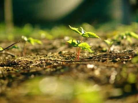Ginseng Plant Stock Photos