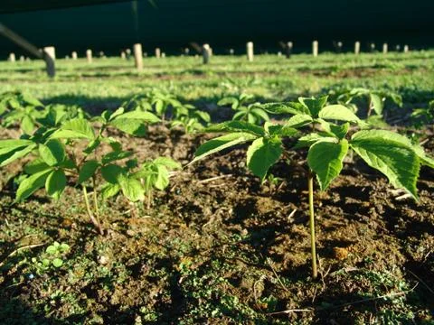 Ginseng Plant Stock Photos