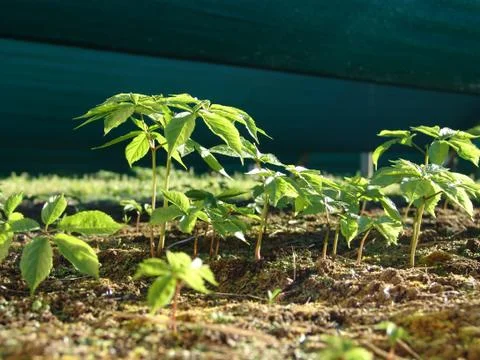 Ginseng Plant Stock Photos