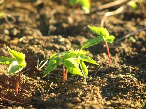 Ginseng Plant Stock Photos