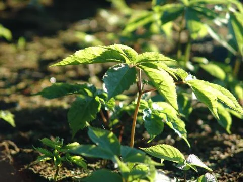 Ginseng Plant Stock Photos