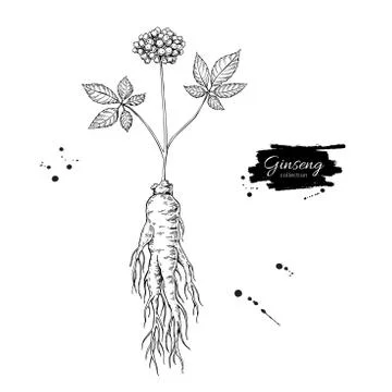 Ginseng  root and berry vector drawing. Medical plant sketch. En Stock Illustration