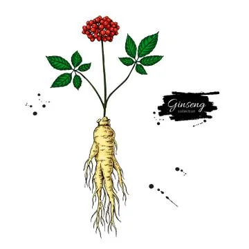 Ginseng root and berry vector drawing. Medical plant sketch. Botanical object. Stock Illustration