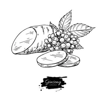 Ginseng root slice and berry. Vector drawing. Medical plant sket Stock Illustration