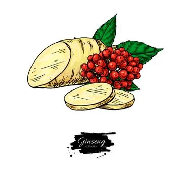Ginseng root slice and berry. Vector drawing. Medical plant sketch. Stock Illustration
