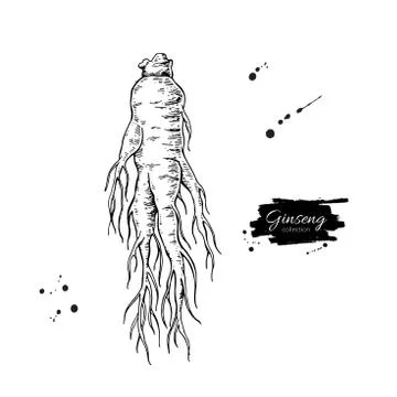 Ginseng root vector drawing. Medical plant sketch. Engraved bota Stock Illustration