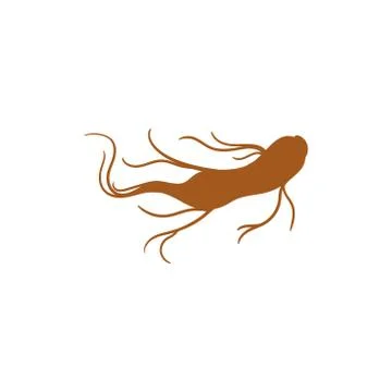 Ginseng root vector graphic design illustration Stock Illustration