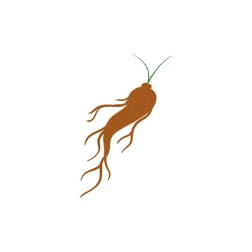 Ginseng root vector graphic design illustration Illustrazione stock