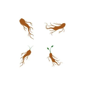 Ginseng root vector graphic design illustration Stock Illustration