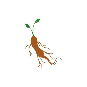Ginseng root vector graphic design illustration Illustrazione stock