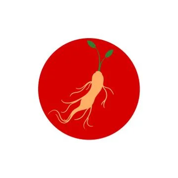 Ginseng root vector graphic design illustration 스톡 일러스트