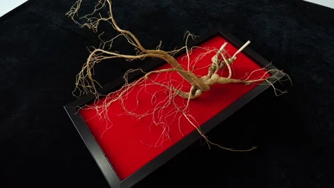 Ginseng roots displayed on red and black backgrounds Stock Footage 311652257