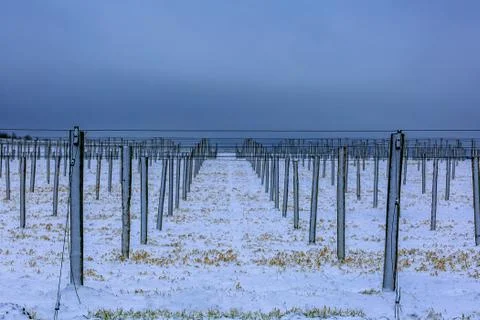 Ginseng rows in winter Stock Photos