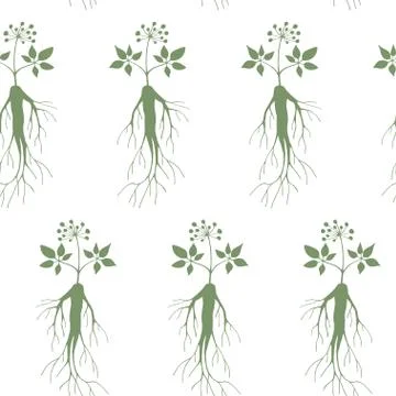Ginseng seamless pattern Stock Illustration