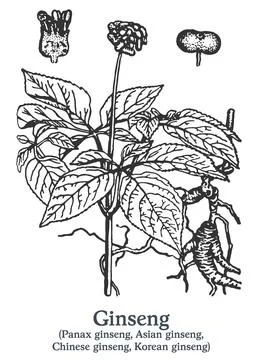Ginseng. Vector hand drawn plant. Vintage medicinal plant sketch. Stock Illustration