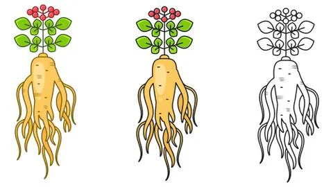 Ginseng. Vector Illustration . Ginseng Root And Leaf On White Background 스톡 일러스트