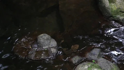 Gint salamander Video stock 73638752