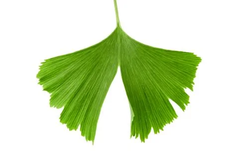 Gionkgo Stock Photos