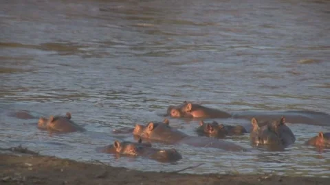Gippo pool on Mara River. Masai Mara. Kenya, Africa Video stock 296330362