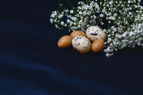 Gipsophila and small eggs on simple gray background Stock Photos