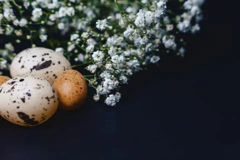 Gipsophila and small eggs on simple gray background Stock Photos