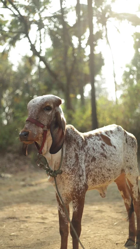 Gir calf on the farm Stock Footage 308995721