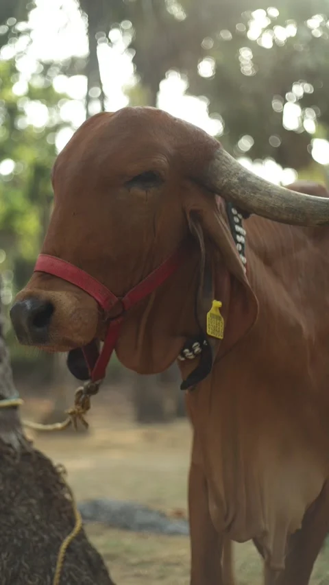 Gir Cow on the farm Stock Footage 308995637