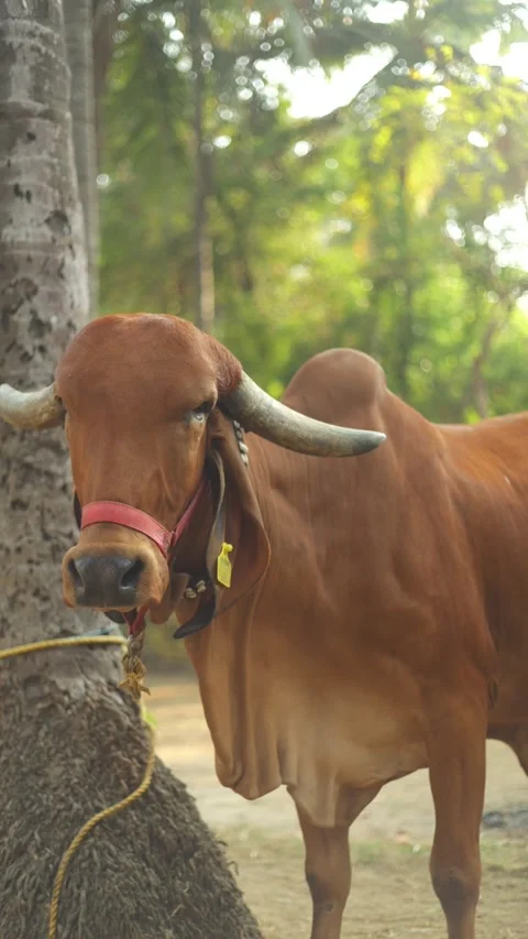 Gir cow in the farm Stock Footage 308995787