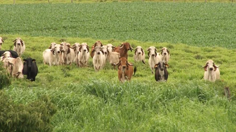 Gir cows on pasture Stock-Footage 38022977