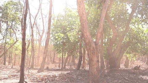 Gir Peacock in the forest Stock Footage 111192471