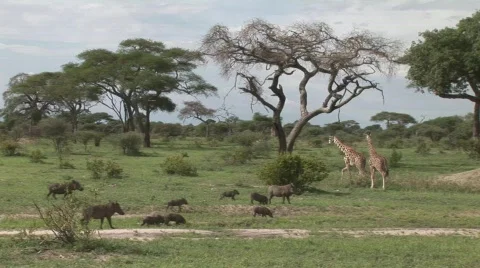 Giraf and warthog Stock Footage 377494