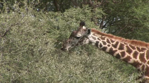 Giraf eating multiple shots Stock-Footage 636081