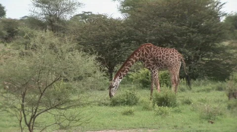 Giraf eats Stock Footage 532696